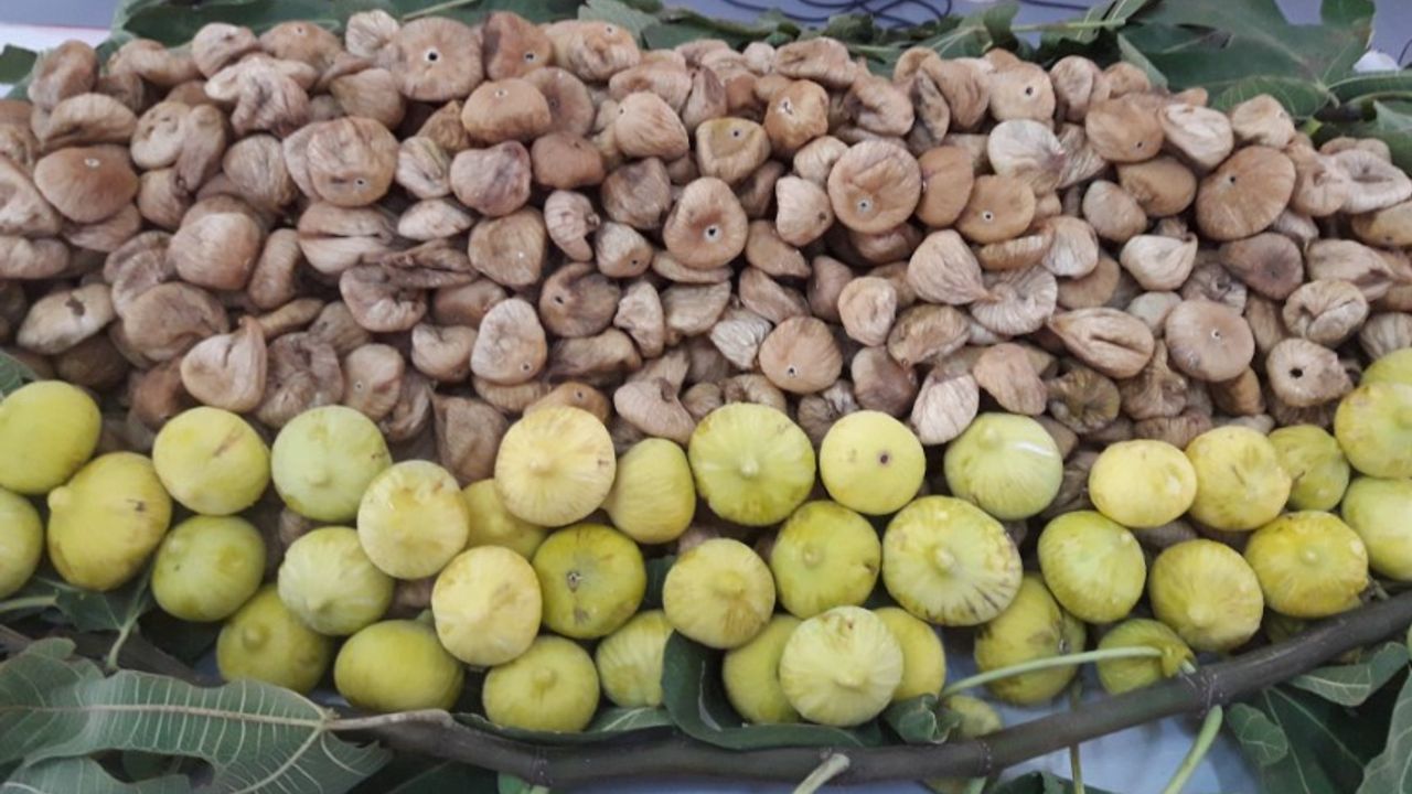 Ege Bölgesi’nde kuru incir ihracat hedefi: 300 milyon dolar