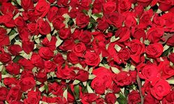14 Şubat Sevgililer Günü gülleri Menderes’ten