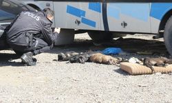 İzmir Bornova’da 9 köpek ve 2 kedi yavrusu zehirlenerek öldürüldü