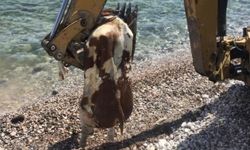 İzmir Çeşme’de sahile ölü inek vurdu!