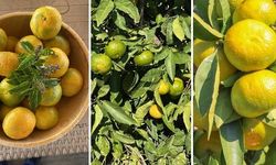 İzmir satsuma mandalinasında hasat ve ihracatı zamanı