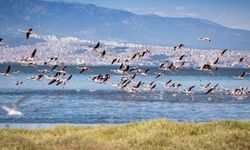 İzmir Gediz Deltası’nda Kuş Gözlem Yürüyüşü yapılacak