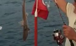 İzmir'de 2. köpek balığı şaşkınlığı yaşandı