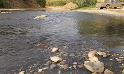Bir dönem balıkların yüzdüğü Küçük Menderes Nehri'nden şimdi zift akıyor