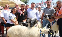 Çeşme’de Sakız Koyunu Festivali sona erdi