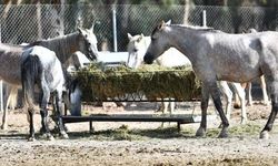 Faytonlardan kurtarılan atlar İzmir Doğal Yaşam Parkı’nda
