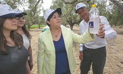 Foça’da zeytin sinekleri için besi tuzağı önlemi