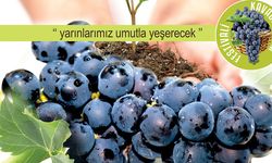 İzmir'de Kavacık Üzüm Festivali 2019 başlıyor