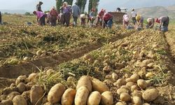 İzmir Ödemişli patates üreticisi yeni hasattan umutlu