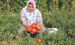 Yamanlar domatesi üretimi başladı