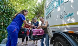 İzmir Büyükşehir Belediyesi kedi köpek kısırlaştırma çalışmaları devam ediyor