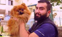 İstanbul'da Köpek Eğitiminin En İyi Merkezi: Uzman Eğitmen Murat Güngör