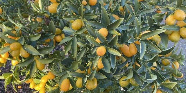 Altın portakal kumkuat İzmir Seferihisar’da yetiştirildi