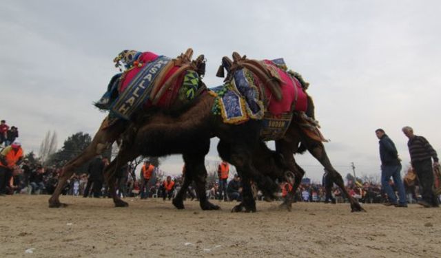 İzmir Menderes Deve Güreşi Festivali 2020 23 Şubat’ta yapılacak