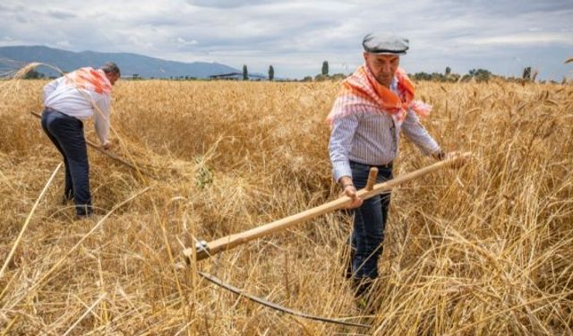 Başkanlar İzmir Tire'de karakılçık hasadı yaptı