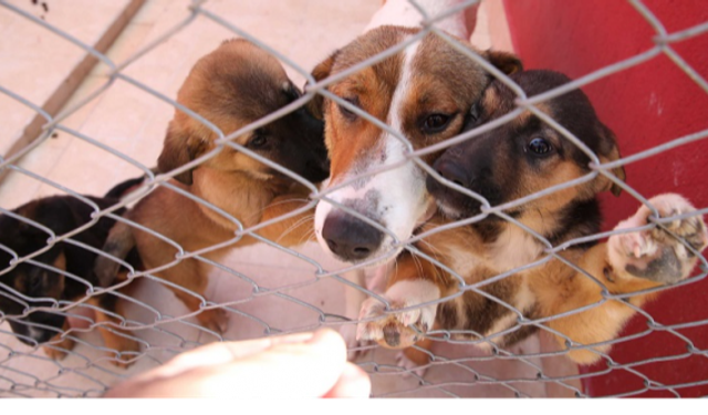 Karşıyaka ve Bayraklı ilçelerinde sokak köpekleri için harekete geçildi