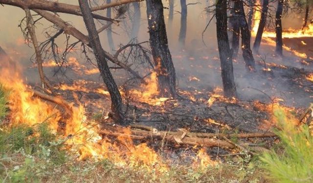 İzmir Ödemiş Bademli Mahallesi Kervan Yaylası Harlak mevkiinde orman yangını