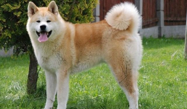 Amerikan Akita