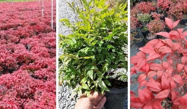 Bodur Nandina Fidanı Arayanlara En Uygun Fiyat Seçenekleri