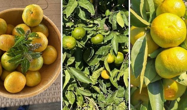 İzmir satsuma mandalinasında hasat ve ihracatı zamanı