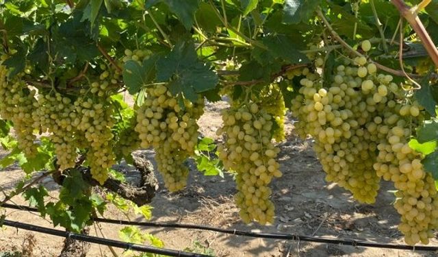 İzmir sultani üzümü ihracatında yüzde 54’lük artış