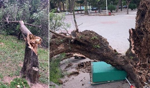 İzmir’de fırtına bilançosu ortaya çıktı