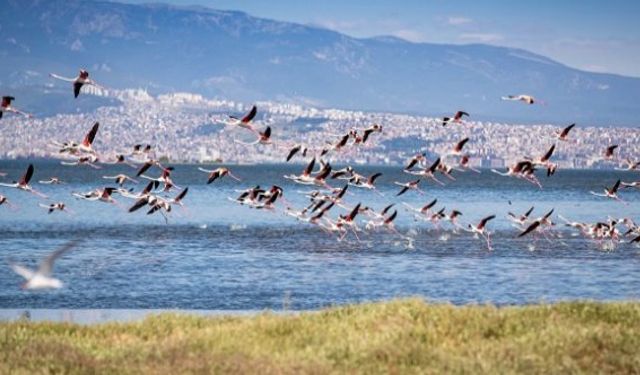 İzmir Gediz Deltası’nda Kuş Gözlem Yürüyüşü yapılacak