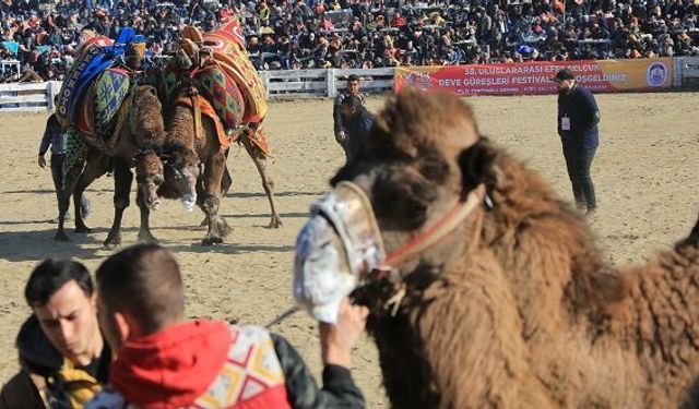 İzmir Efes Selçuk Deve Güreşleri Festivali 2022 başlıyor