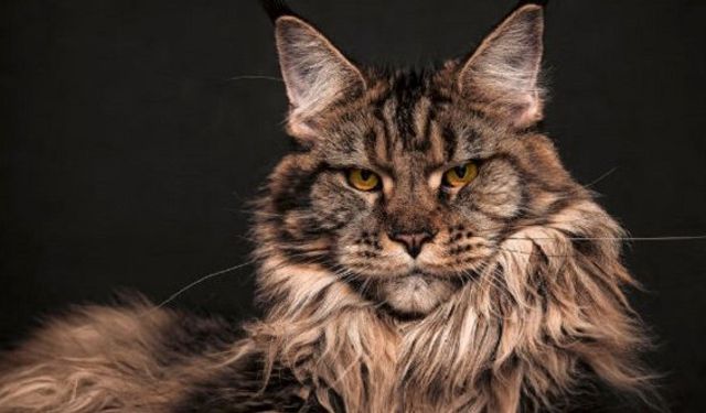 Maine Coon Kediler Hakkında Merak Edilenler