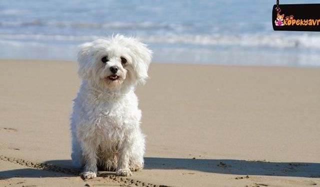 Maltase Terrier Köpek Cinsinin Özellikleri