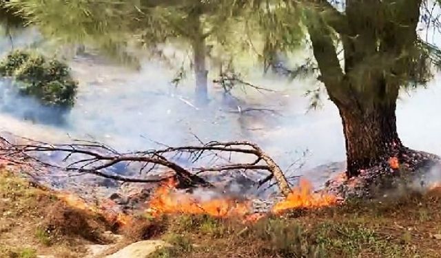 Muğla Yatağan orman yangını: Yatağan Katrancı Mahallesi Çallı orman yangını