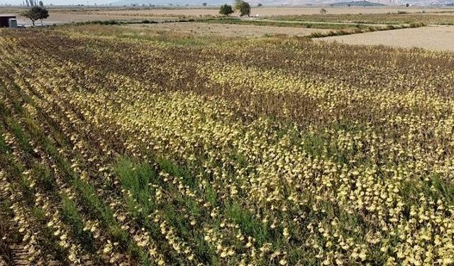 İzmir çiftçisi ayçiçek ekimine yöneldi