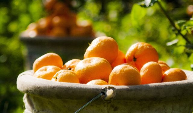 İzmir’in Satsuma mandalinası ihracı başladı