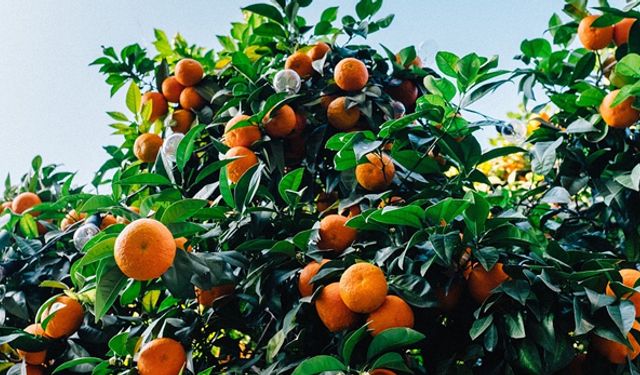 Karaburun Mandalina Festivali 2019 etkinlikleri açıklandı