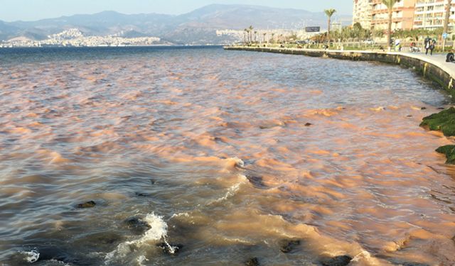 İzmir Körfezi'nde şaşkına çeviren görüntü