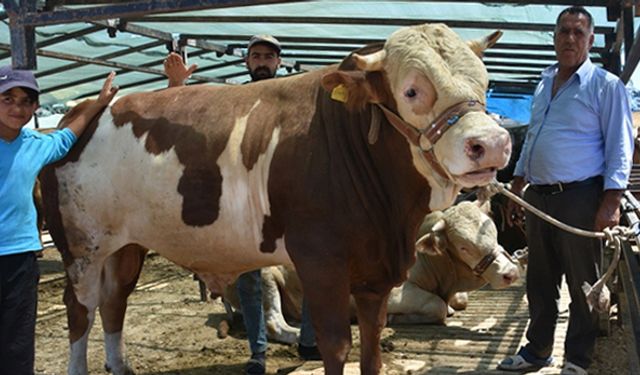 Aliağa'da bin 200 kiloluk dana, araba fiyatına satıldı