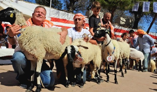 Çeşme Ovacık’ta festival zamanı