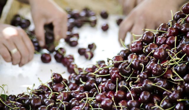 Ege’den Çin’e kiraz ihracatı başladı