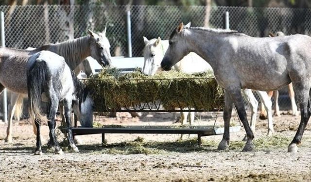 Faytonlardan kurtarılan atlar İzmir Doğal Yaşam Parkı’nda