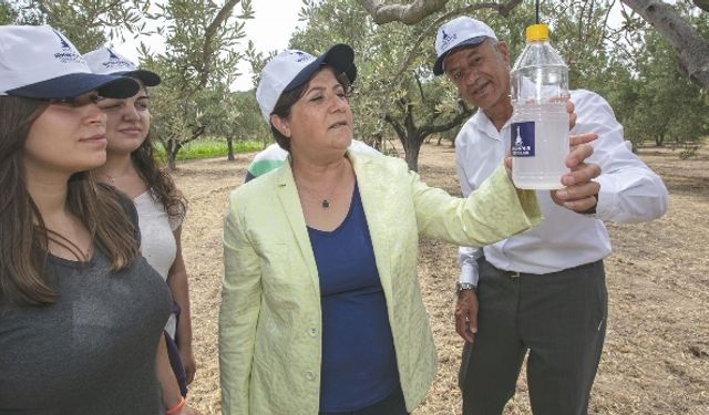 Foça’da zeytin sinekleri için besi tuzağı önlemi