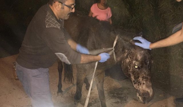 İzmir Buca'da bir aracın çarpıp kaçtığı hamile atı belediye ekipleri kurtardı