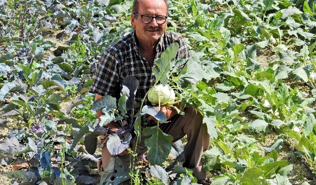 İzmir Çeşme’de her derde deva ‘Alabaş’ zamanı