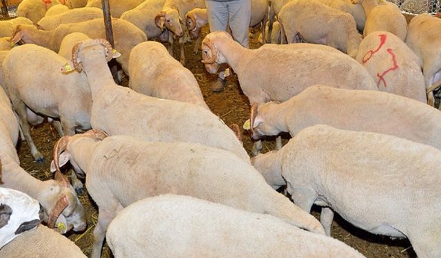 İzmir'de kaçak kurban kesimi cezası belli oldu