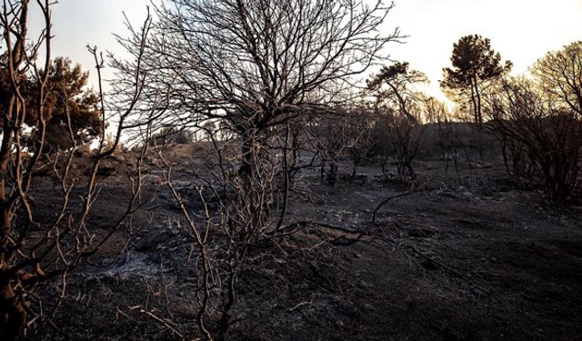 İzmir'deki yanan bölgede ne yapılacağı belli oldu