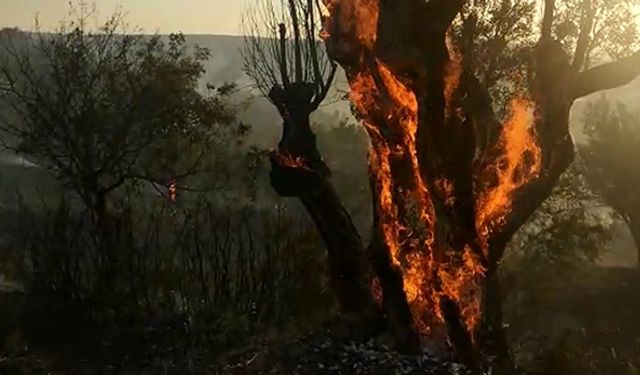 İzmir Menemen'de çıkan ormanda binlerce ağaç kül oldu