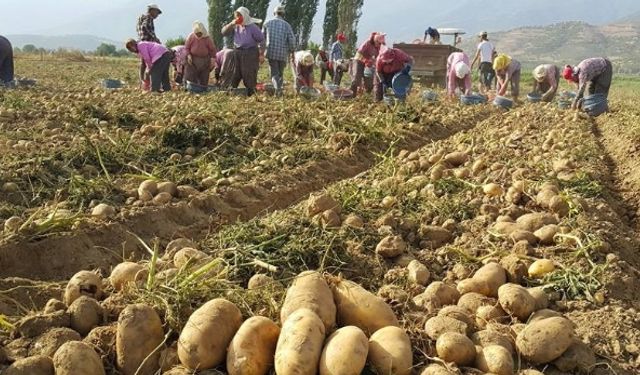 İzmir Ödemişli patates üreticisi yeni hasattan umutlu