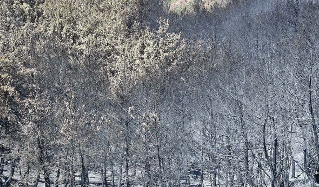 İzmirliler orman yangınları için Efemçukuru’nda buluştu