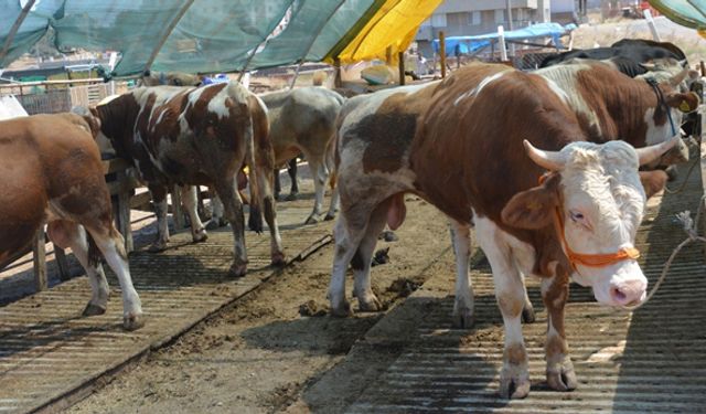 Kurban Bayramı öncesi, kurban alacak vatandaşlara uyarı geldi