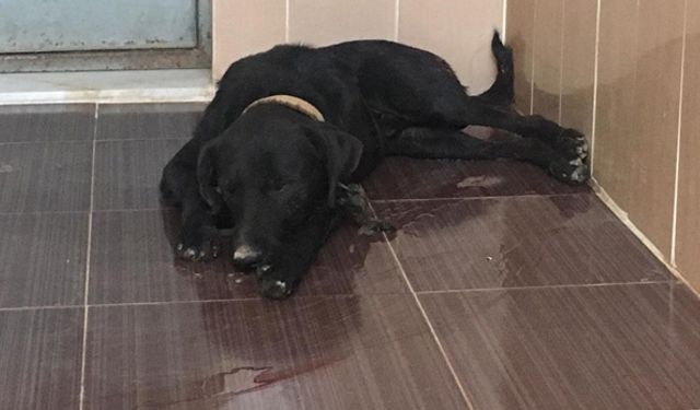 Torbalı'da kalçasından vurulan köpek kurtarılamadı