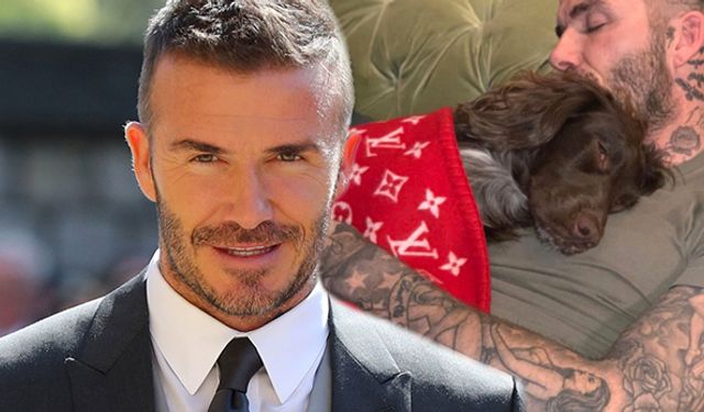 Ünlü Futbolcu David Beckham, Köpeği İçin 35 Bin TL'ye Battaniye Aldı